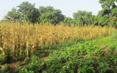 Elaboration d’un Cadre de Gestion Environnemental et Social pour l’AFD – Burkina Faso