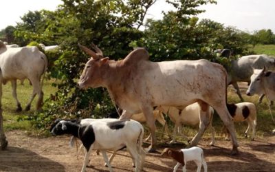Legal study for the establishment of a slaughterhouse – Burkina Faso
