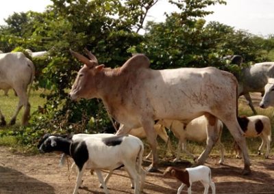 Legal study for the establishment of a slaughterhouse – Burkina Faso