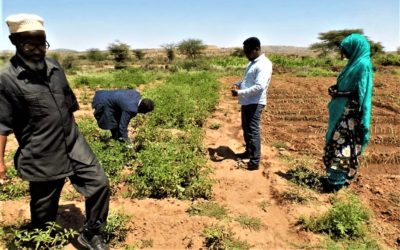 Screening Report of the Scaling Up Sustainable Land Management Project – Somaliland