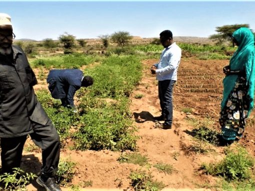 Informe sobre el alcance del Proyecto de gestión sostenible de las tierras – Somalilandia