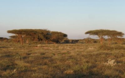 Screening Report of the Strengthening Animal Production & Health Services Project – Somaliland