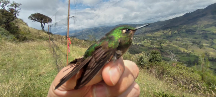 Monitoreo de aves y murciélagos para el proyecto de Energía Eólica de Villonaco – Ecuador