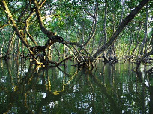Projet régional de protection et restauration de la mangrove dans les pays membres de l’OECO – Caraïbes